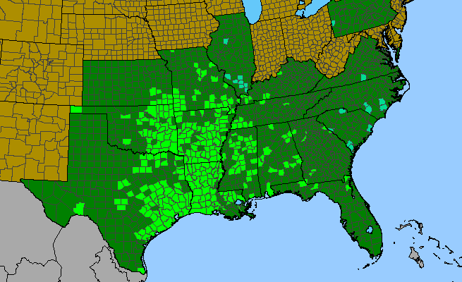 The range of Tridens strictus